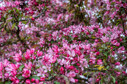 Wallpaper Mural Apple tree in full bloom showcases vibrant pink flowers against lush green leaves, symbolizing the awakening of nature during the colorful spring season with captivating fragrance Torontodigital.ca