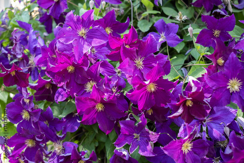 Vibrant purple clematis flowers climbing gracefully on a trellis, showcasing summer beauty and vitality in an outdoor garden setting with lush green foliage