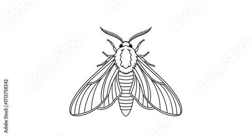 Detailed line drawing of a moth showcasing its intricate wing patterns and body segmentation.
