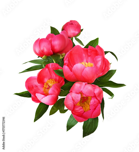 Сoral peony flowers with gr...