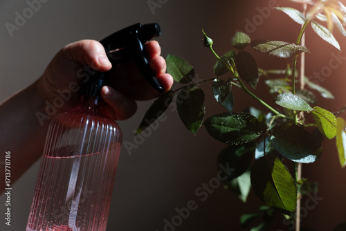 Woman's hand treats rose plant with natural, homemade insecticide
