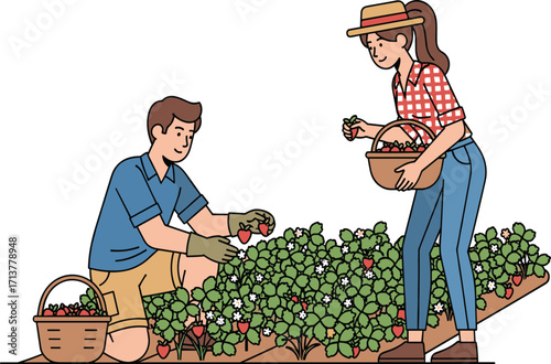 Strawberry harvest, organic farming, teamwork in garden, fresh fruit picking, healthy lifestyle, summer agriculture, rural life, outdoor activity, nature