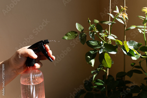 Woman is watering indoor house plants.