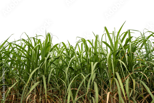 Sugarcane on transparent background with clipping path, suitable for print and web pages.