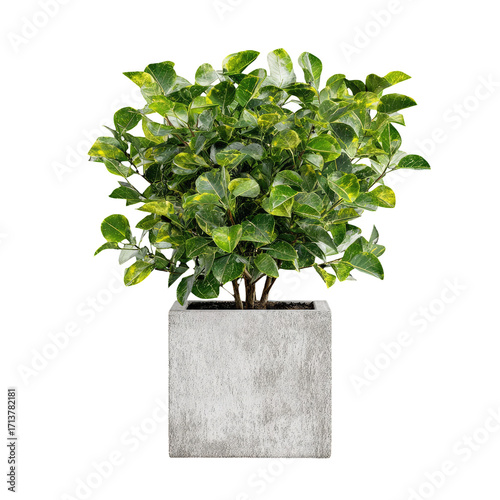 Verdant plant in a light gray square pot
