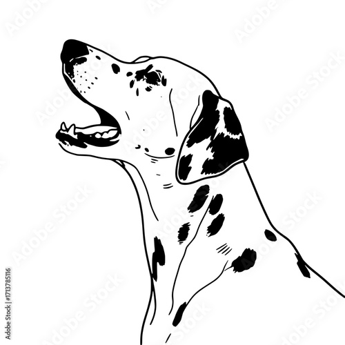 Dalmatian dog yawning with open mouth in black and white outline  