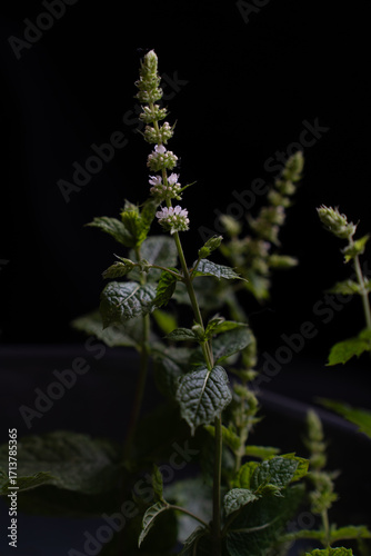 Beautiful, fresh, green mint plants with delicate, blooming purple flowers
