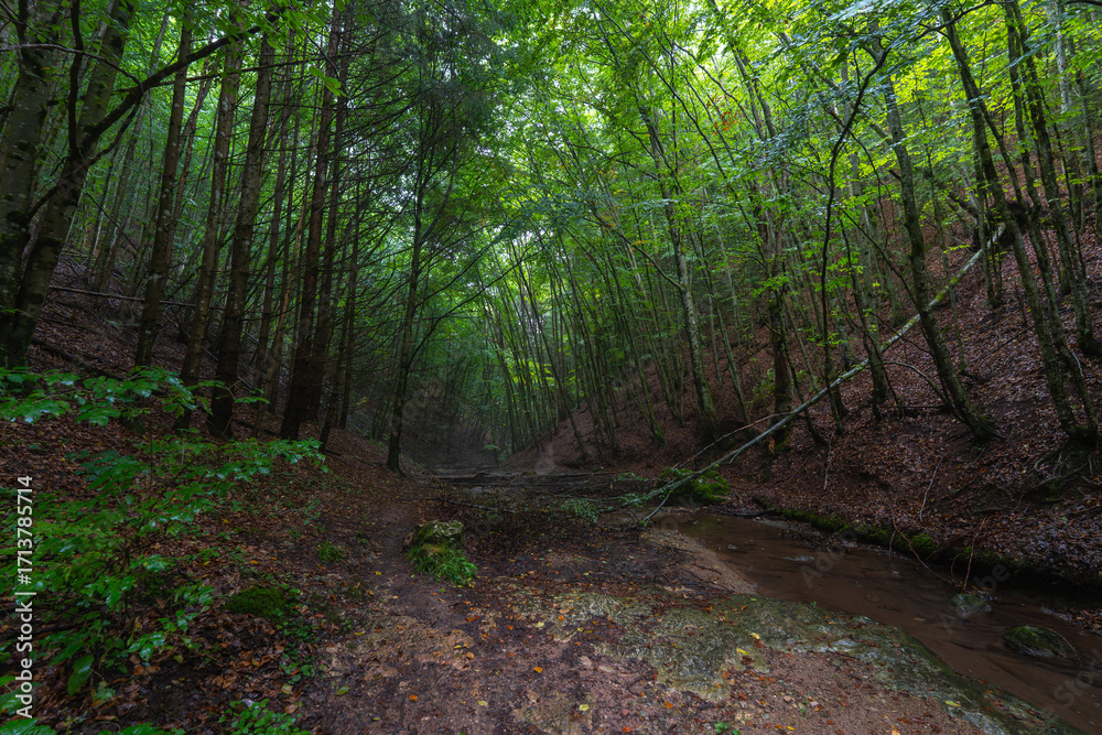 Fototapeta premium Valea Boiului river forest