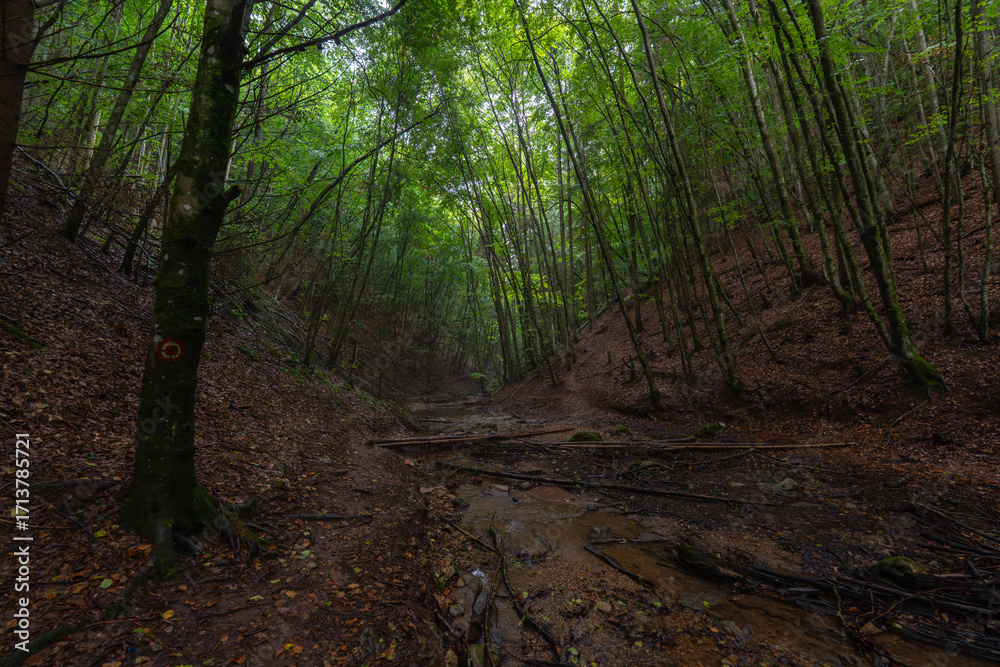 Obraz premium Valea Boiului river forest