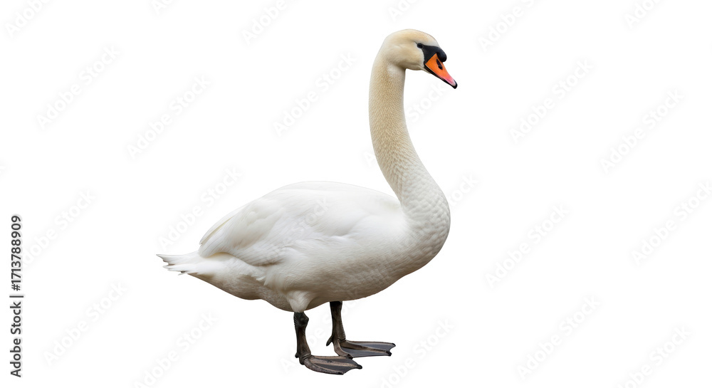 Obraz premium Isolated Mute Swan with Orange Beak Standing, a Large Aquatic Bird with Pure White Feathers