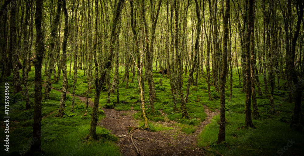 Obraz premium Moss-Covered Forest Path in Glendalough, Ireland