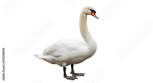 Isolated Mute Swan with Orange Beak Standing, a Large Aquatic Bird with Pure White Feathers