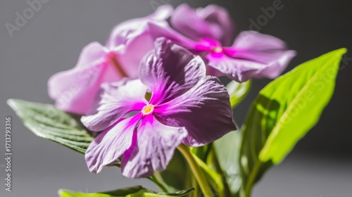 Close-up view of bright pink and purple vinca flowers with vibrant petals on a clean white background captured in natural light