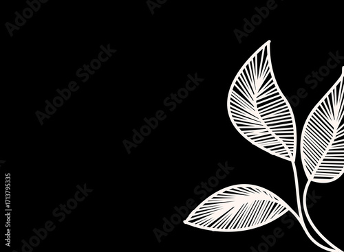 Foto Minimalist botanical illustration with white lined leaves on a black background,