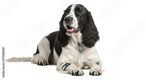 Konstfotografi Isolated black-and-white English Cocker Spaniel dog laying down, looking at came