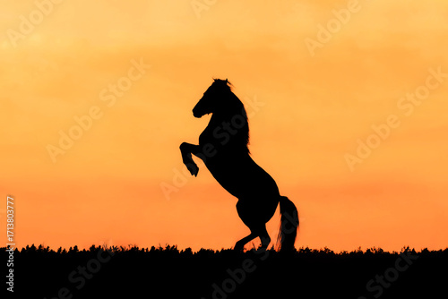 beautiful pony black silhouette reared up in front of orange dusk sky