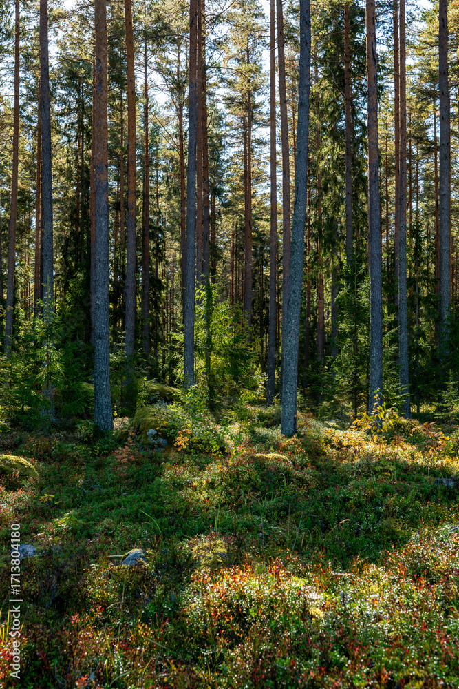 Obraz premium Magical fairytale pine tree forest in autumn forest therapy and stress relief
