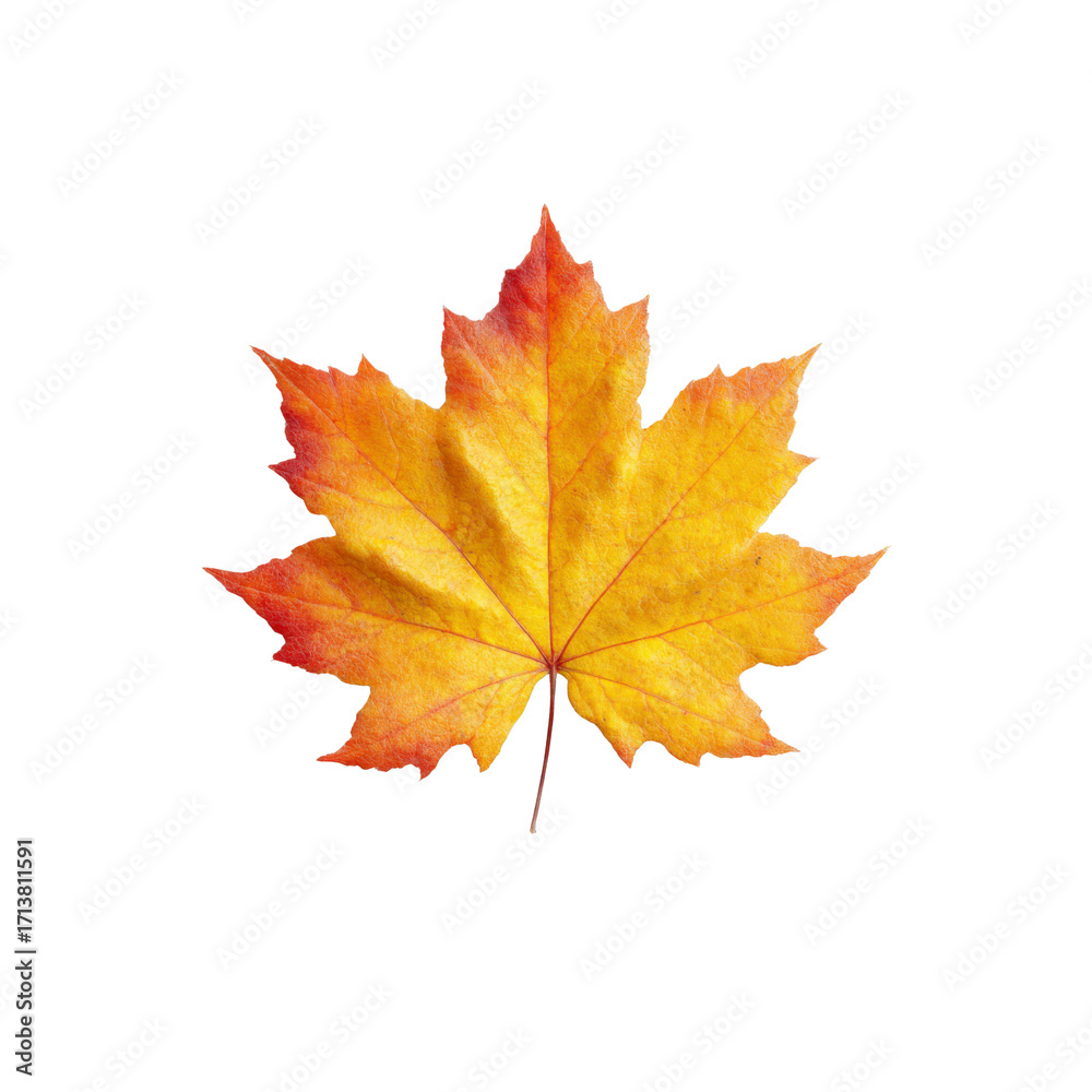 Obraz premium Vibrant Autumn Maple Leaf on Black Background