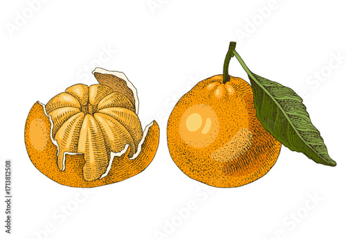 Ripe tangerines hand drawn vector illustration