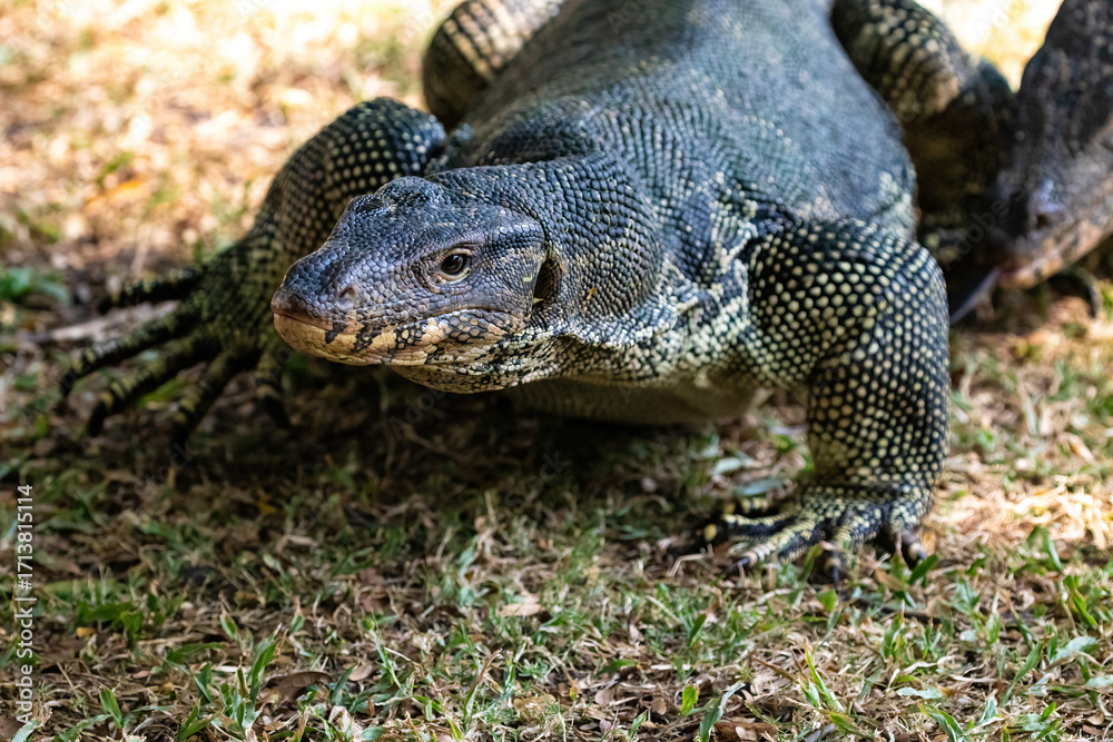 Fototapeta premium Asian Water Monitor lizard (Varanus salvator) on the grass in Lumphini Park, Bangkok, Thailand. Walking towards camera.