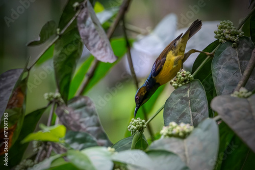 Fotografía a male Olive-backed Sunbird perching on branch