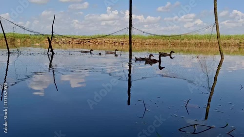 Ducks Swimming in a Reflective Pond with a Natural Background and Clear Sky