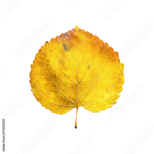 Single Golden Autumn Aspen Leaf Isolated on Black Background