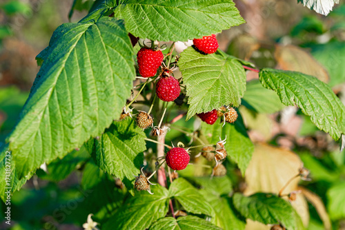 Canvas Print Ripe red raspberry rubus idaeus growing on a leafy bush in sunlight