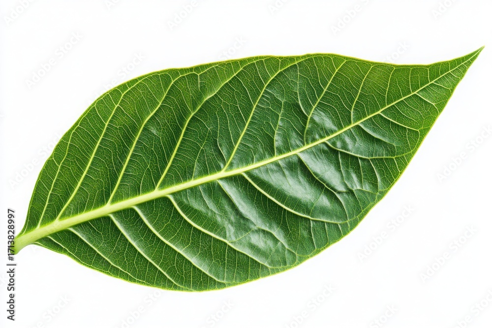 Obraz premium Fresh Bay Leaf