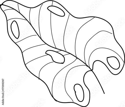 Black and white line art illustration of a large, wavy tropical leaf with fenestrations.