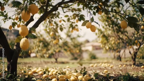 Sunny lemon grove