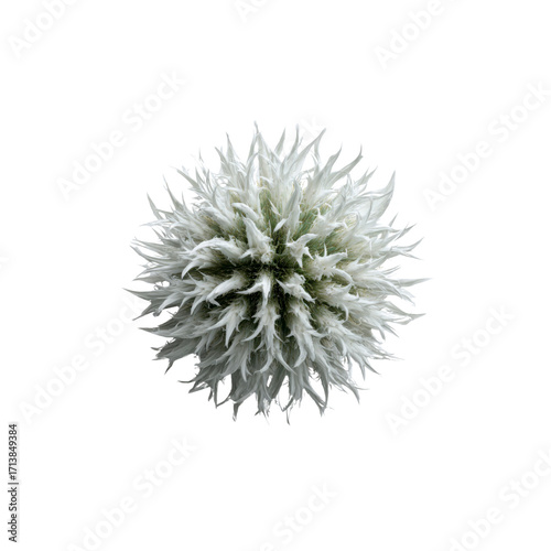 Abstract White Echinops Flower on Black Background Botanical Close-up