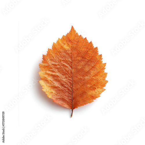 Single Autumn Leaf Isolated on White Background Vibrant Orange and Brown Hues