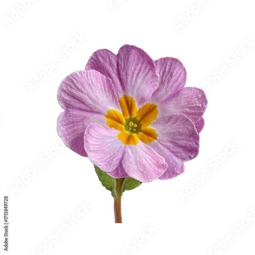 Delicate Pink Primrose Flower on Black Background