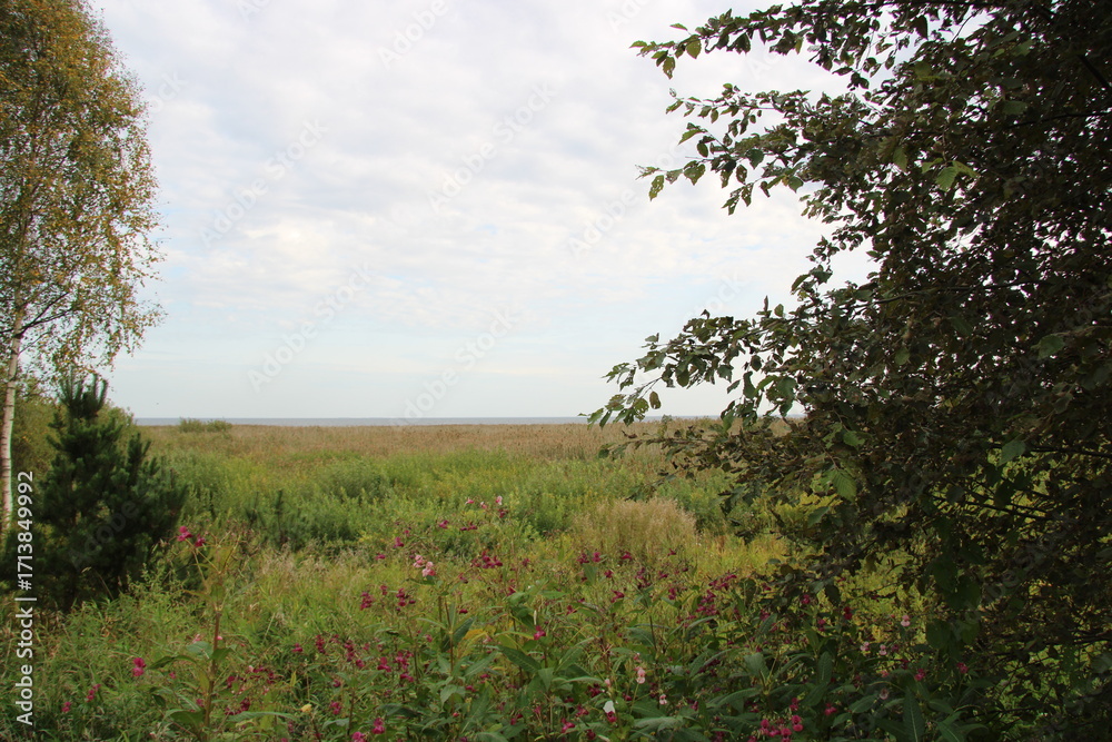 Obraz premium summer landscape, tree, bushes, sky