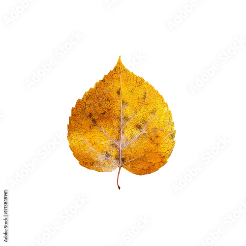 Single Dried Golden Autumn Leaf Isolated on Black Background