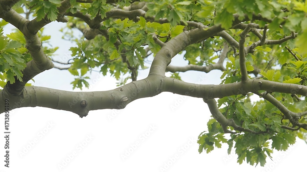 Fototapeta premium Tree Branches with Bright Green Leaves, Light Gray-Brown Trunk, High-Resolution Foliage, Detailed Leaf Textures, Isolated on White