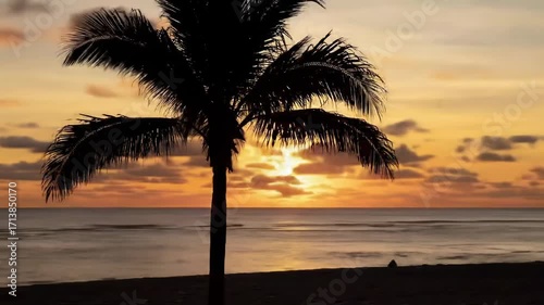 Sunset silhouette of a palm tree on a beach