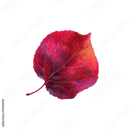 Vibrant Crimson Autumn Leaf Isolated on Black Background
