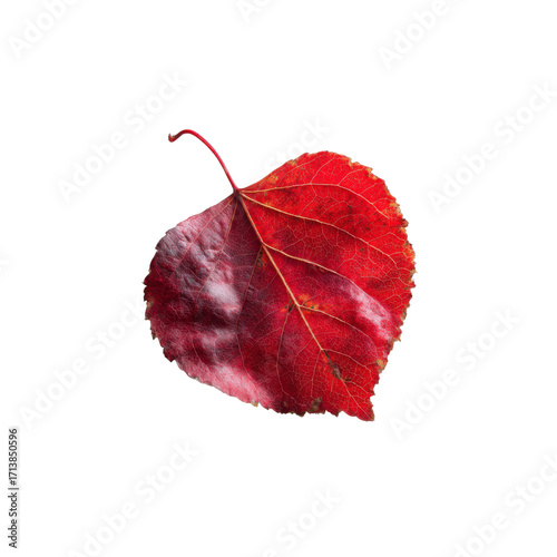 Single Vibrant Red Autumn Leaf Isolated on Black Background