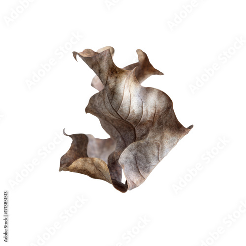Abstract Dried Leaf on Black Background Nature's Ephemeral Elegance