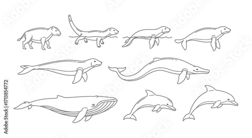 Illustration depicting the evolutionary stages of marine mammals from land ancestors to modern cetaceans.