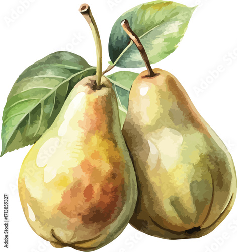 Pears Fruit Classic Watercolor Vector Illustration