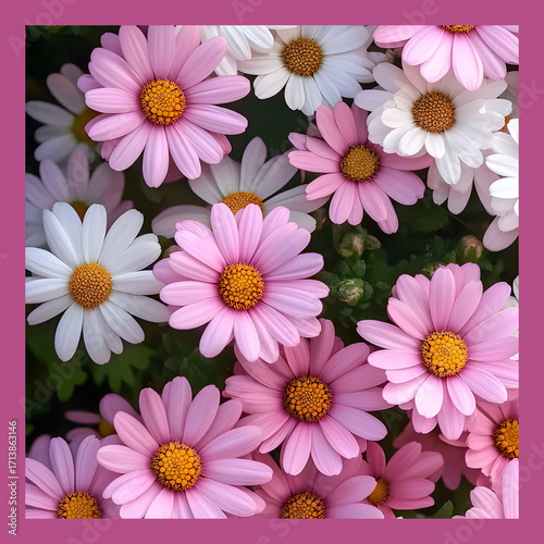 Shawl Scarf Pattern Graphic Design
