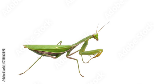 Isolated Praying Mantis insect with spiky forearms poses on a plain surface at eye level