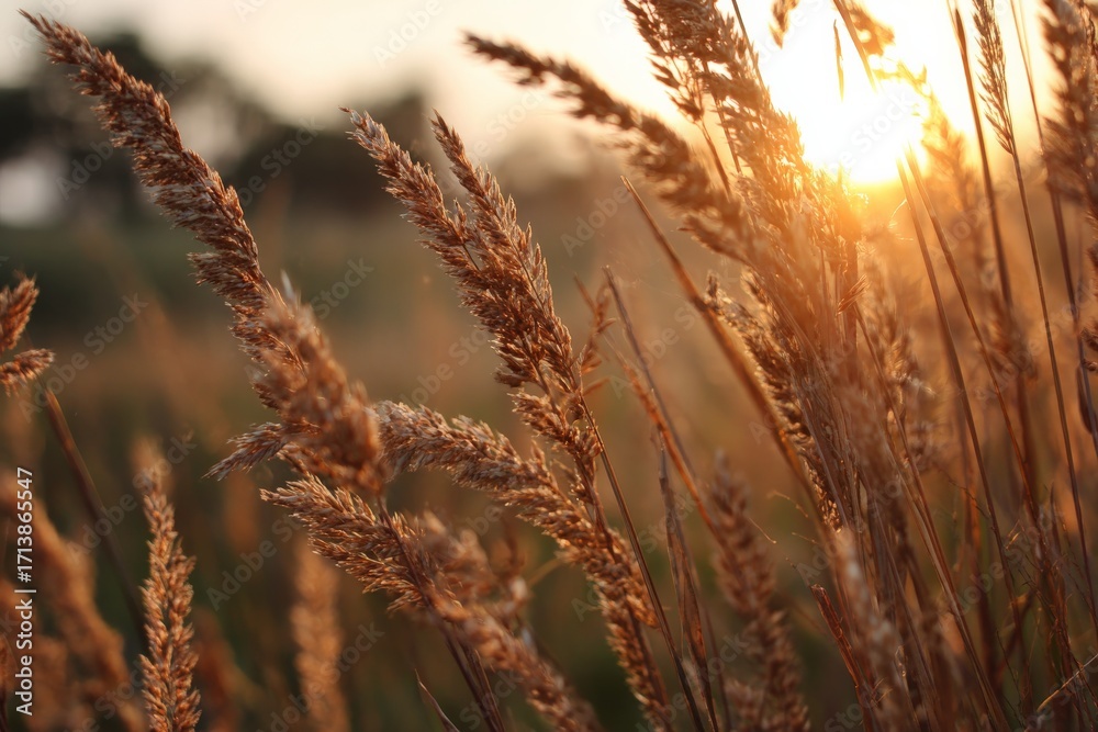 Obraz premium Golden grasses sway gently at sunset by a tranquil field, capturing the serenity of nature