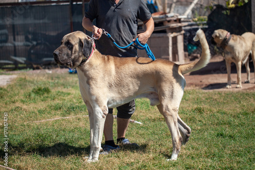 Male Aksaray Malaklı (Anatolian Mastiff) standing on a chain in a rural farmyard, emphasizing his strong physique and role as a traditional Turkish livestock guardian dog.