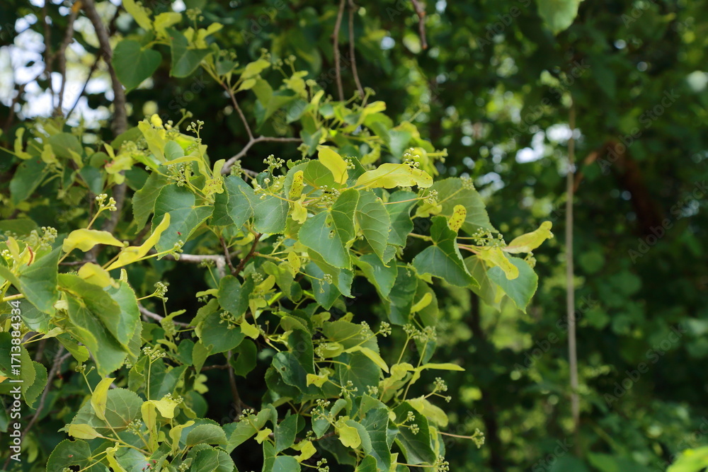 Fototapeta premium Closeup of flowering Tilia cordata foliage