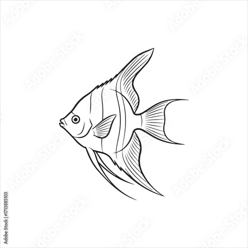 A detailed line drawing illustration of a single angelfish swimming gracefully in a white space.