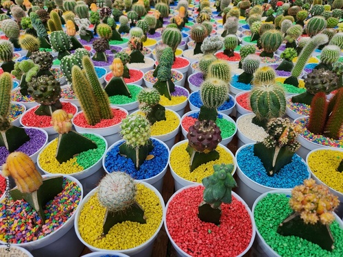 Colorful collection of small grafted cacti in white pots with vibrant gravel, arranged in rows creating a playful pattern for home decor and gardening themes